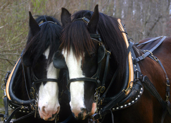 clydesdales3